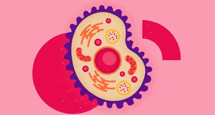 Apa Fungsi Sitoplasma? Beserta Penjelasan Strukturnya