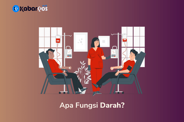 Apa Fungsi Darah? Kenapa Manusia Harus Memiliki Darah?