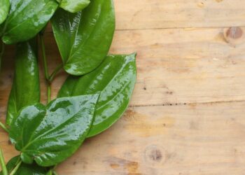 Cara Mengobati Benjolan di Leher dengan Daun Sirih 2023
