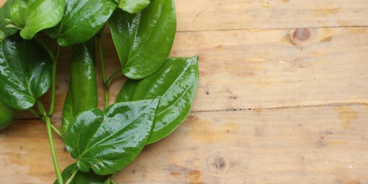 Cara Mengobati Benjolan di Leher dengan Daun Sirih 2023